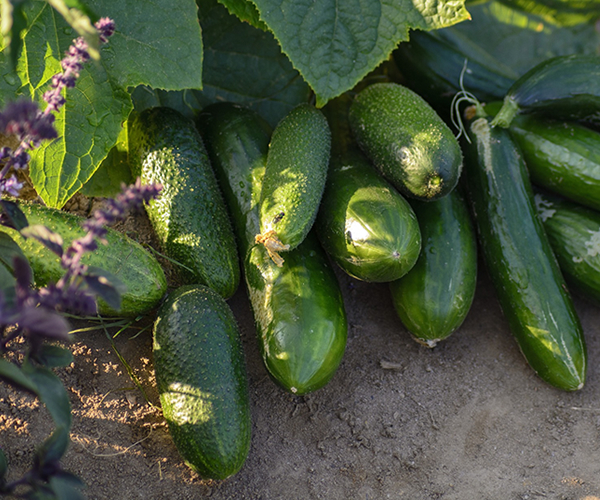 Kerala Cucumber
