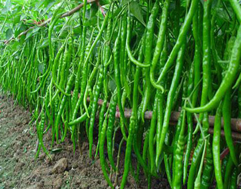 go-green-india