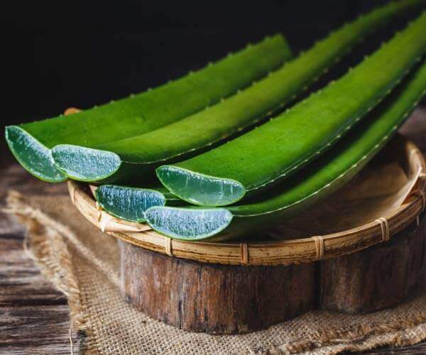 Aloe vera