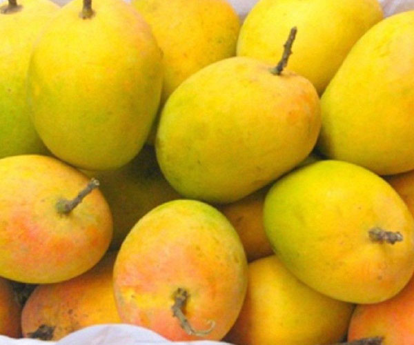 Alphonso mangoes