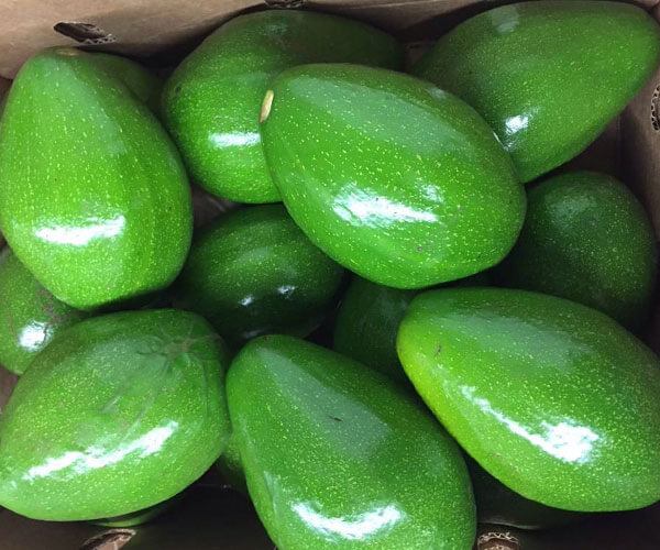 Avocado