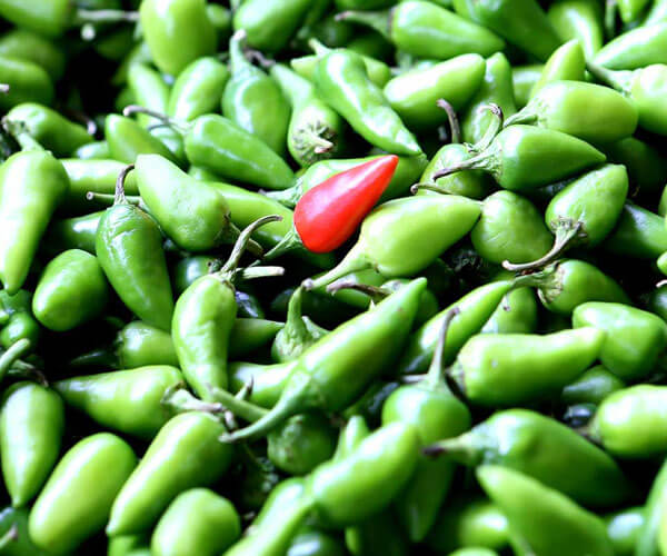 Bullet chilli