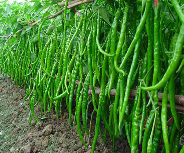 Chilli