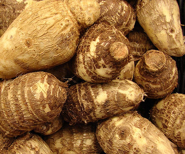 Cocoyam