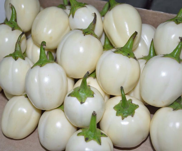 Garden egg
