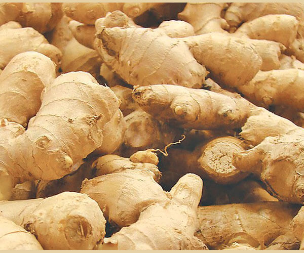 Ginger