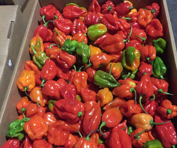 hot Pepper