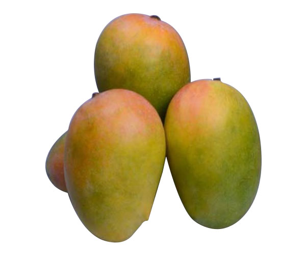 Kesar mangoes