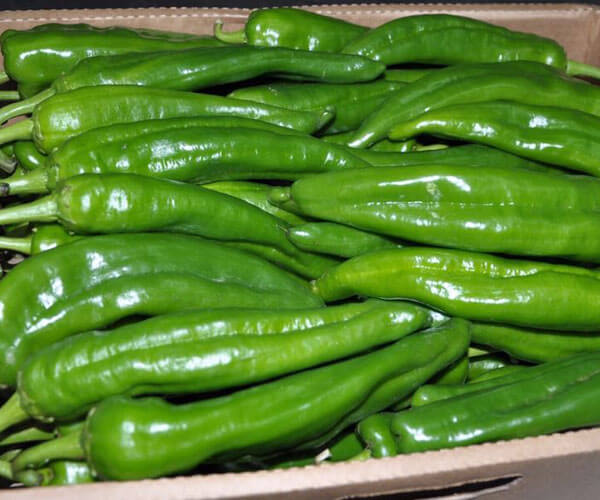 Long chilli