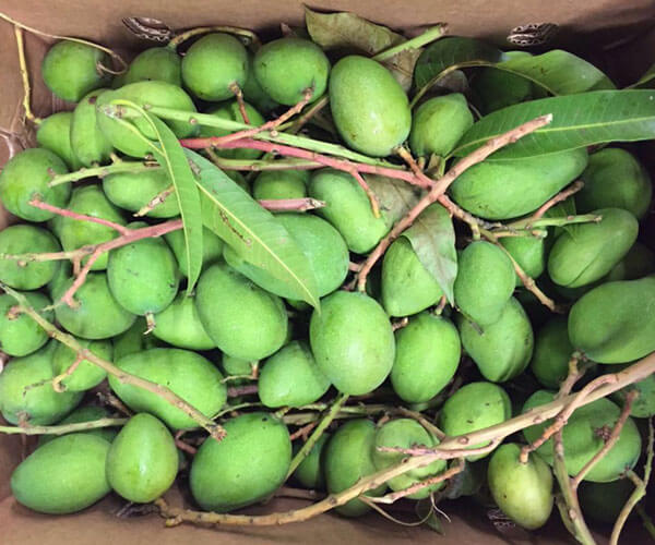 Raw mango