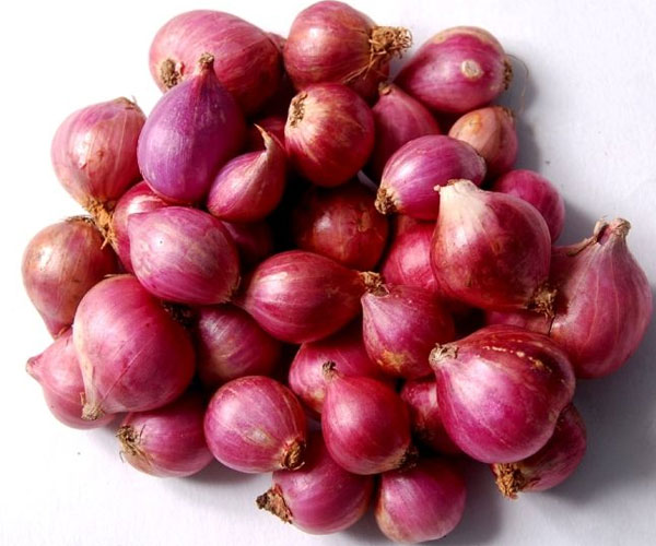 Shallot Onions