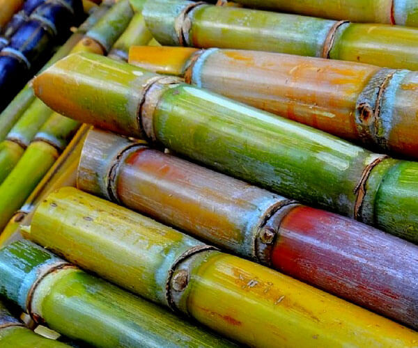 Sugar cane